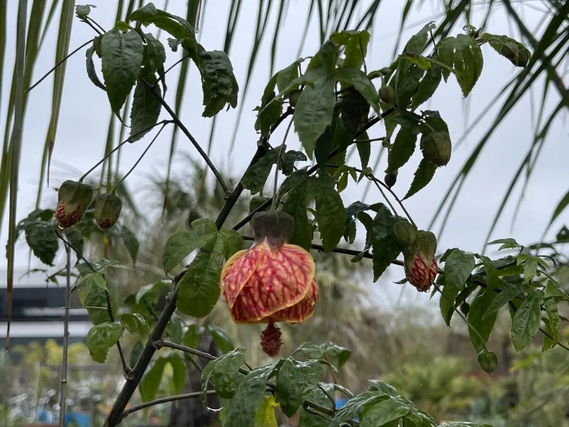 Abutilon ‘Red Tiger’