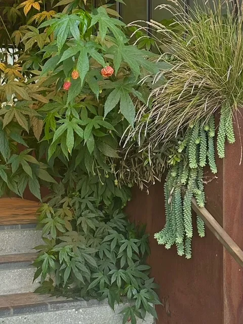 Abutilon ‘Red Tiger’, foto 2