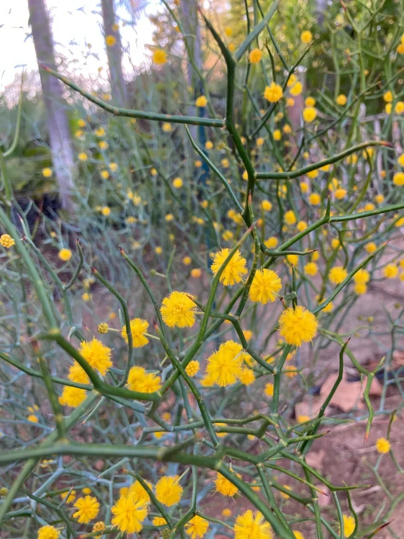 Acacia aphylla