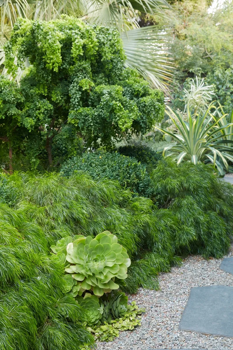 Acacia cognata ‘Cousin Itt’, foto 3