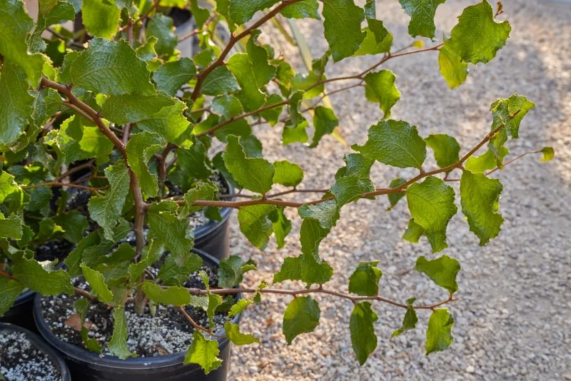 Acacia denticulosa, foto 2