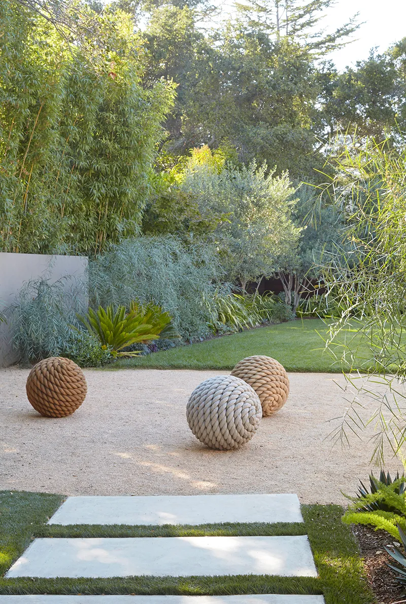 Acacia iteaphylla, photo 2