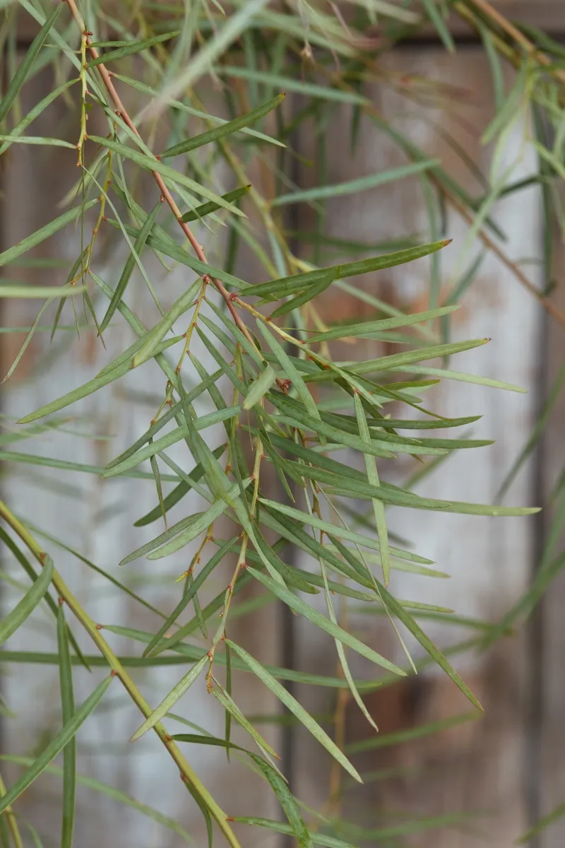 Acacia iteaphylla, photo 4