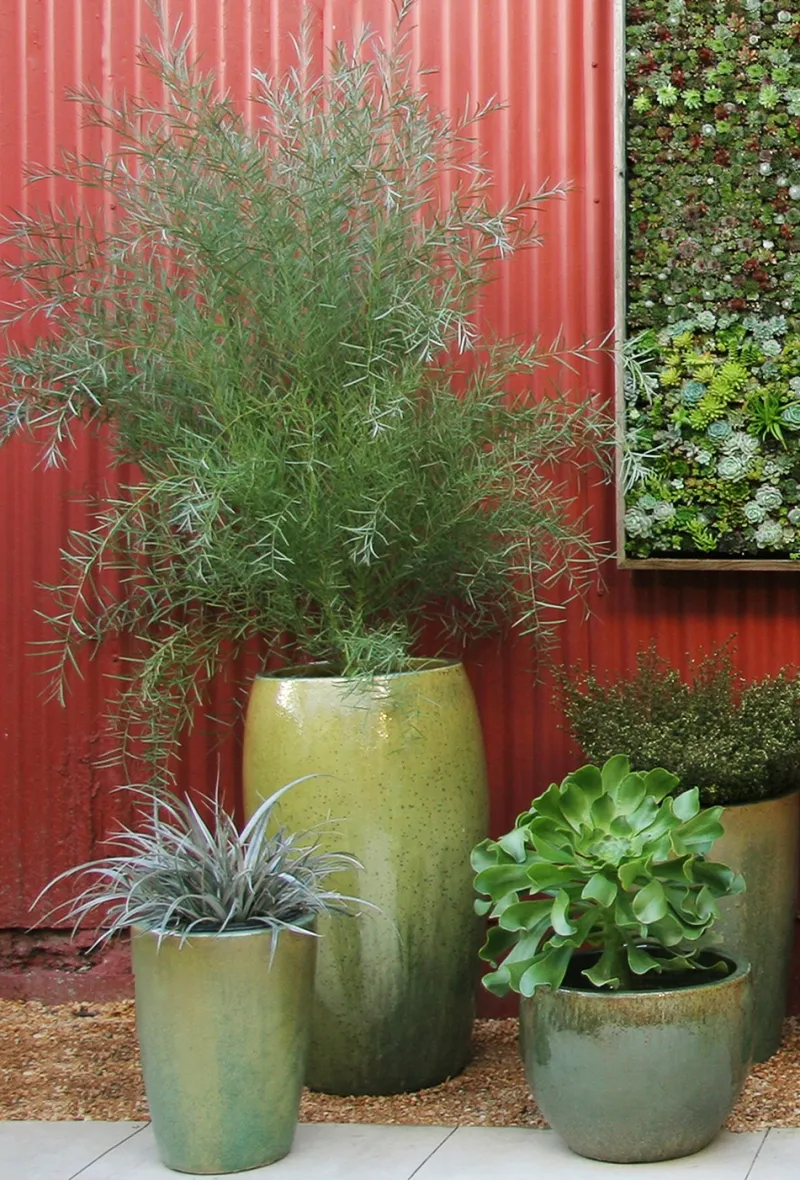 Acacia iteaphylla, photo 6