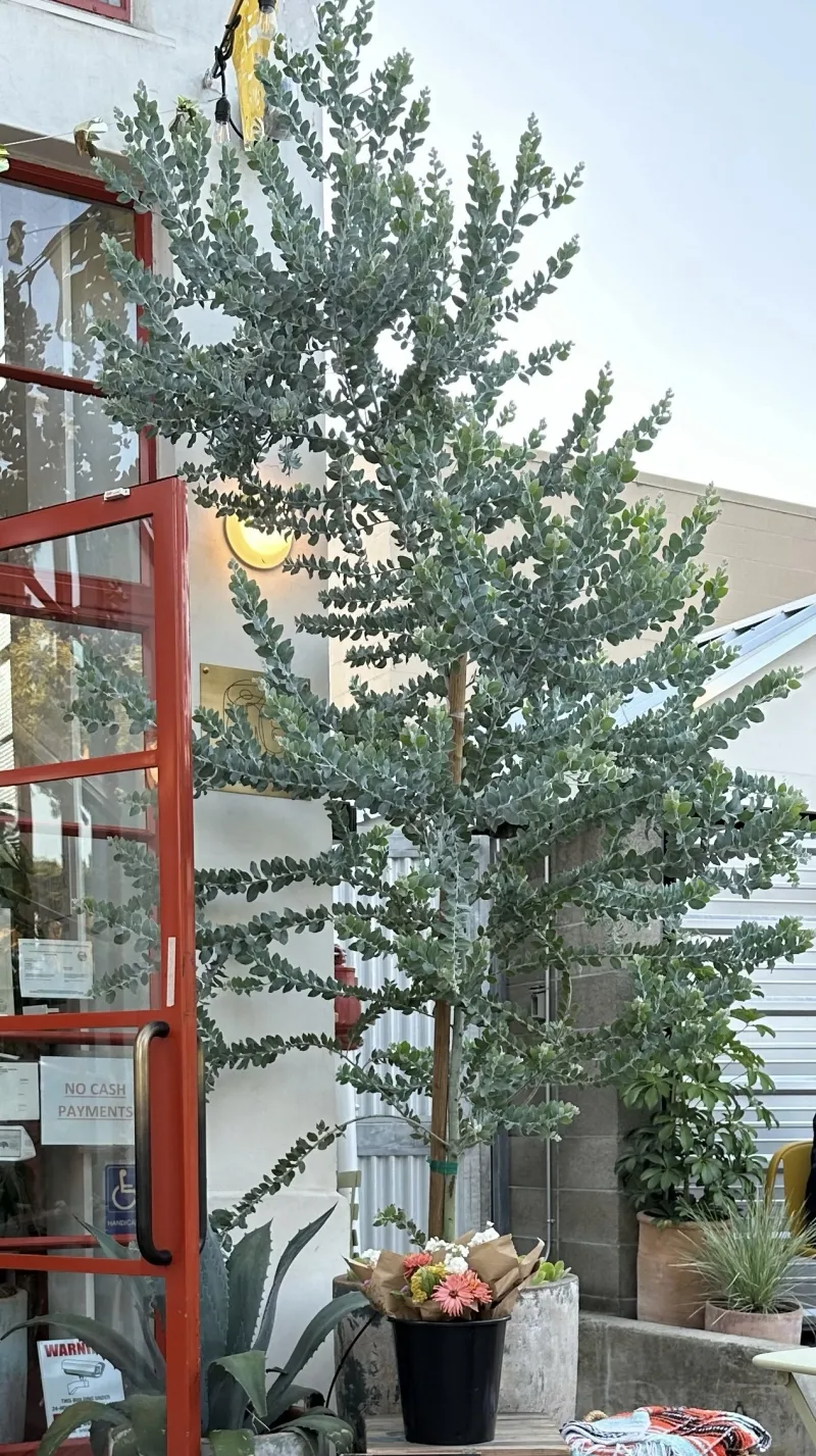 Acacia podalyriifolia, foto 2