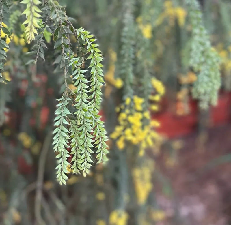 Acacia vestita, foto 2