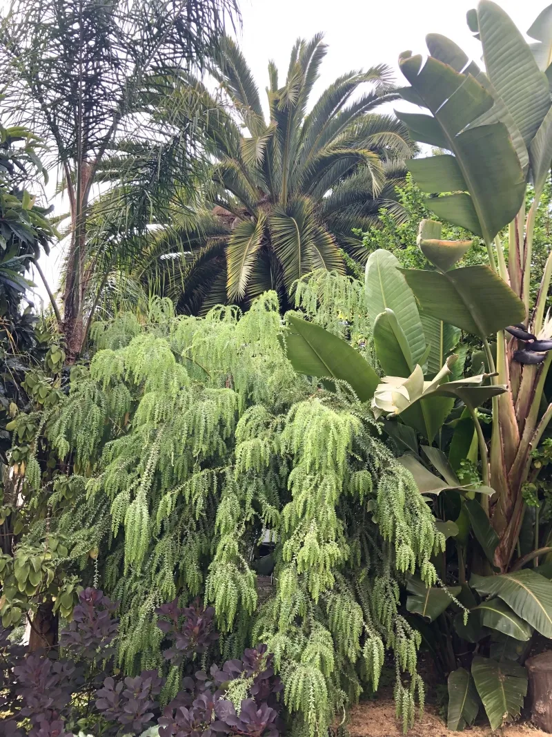 Acacia vestita, foto 3