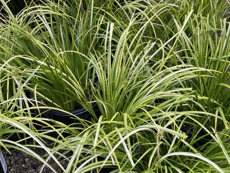 Acorus gramineus ‘Ogon’