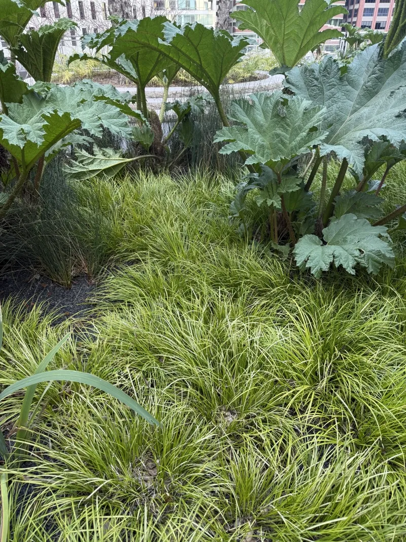 Acorus gramineus ‘Ogon’, foto 2