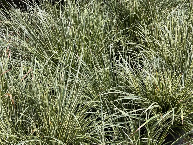 Acorus gramineus ‘Variegatus’