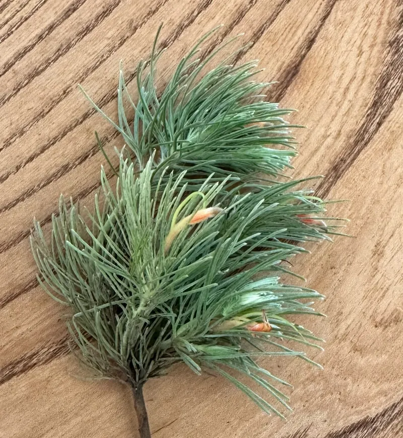 Adenanthos sericeus, foto 3