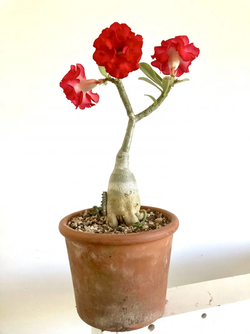 Adenium obesum ‘Deep Red’