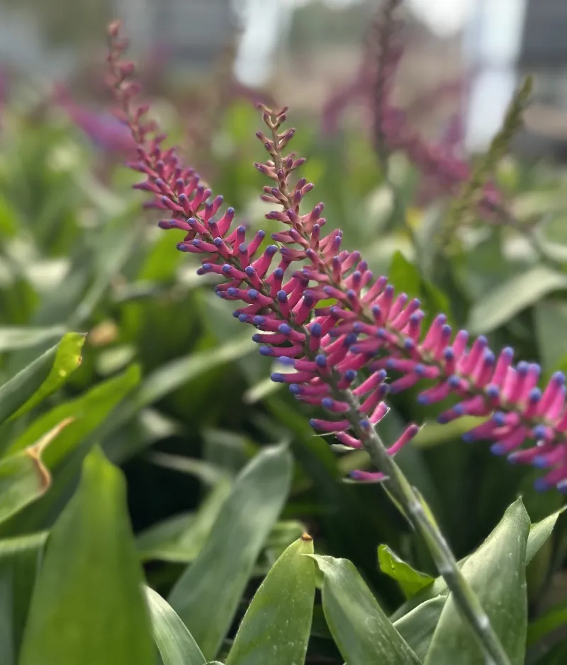 Aechmea gamosepala, foto 2