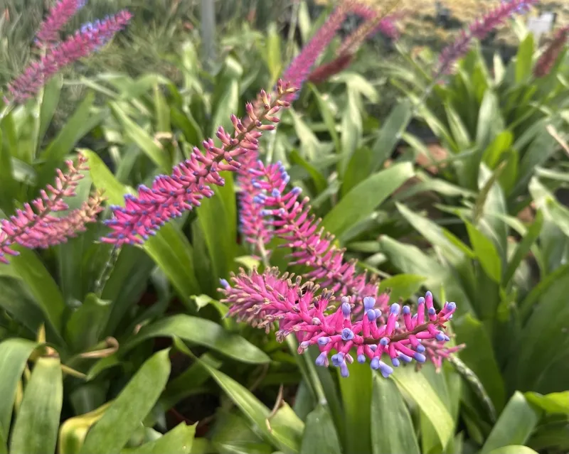 Aechmea gamosepala, foto 3