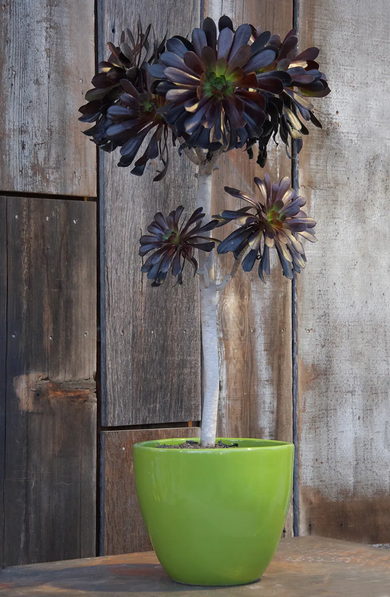 Aeonium arboreum ‘Atropurpureum’