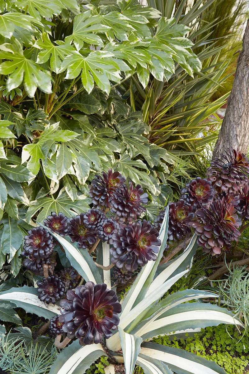 Aeonium arboreum ‘Atropurpureum’, foto 2
