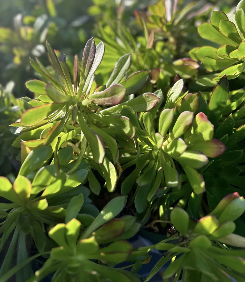 Aeonium arboreum ‘Atropurpureum’, foto 4