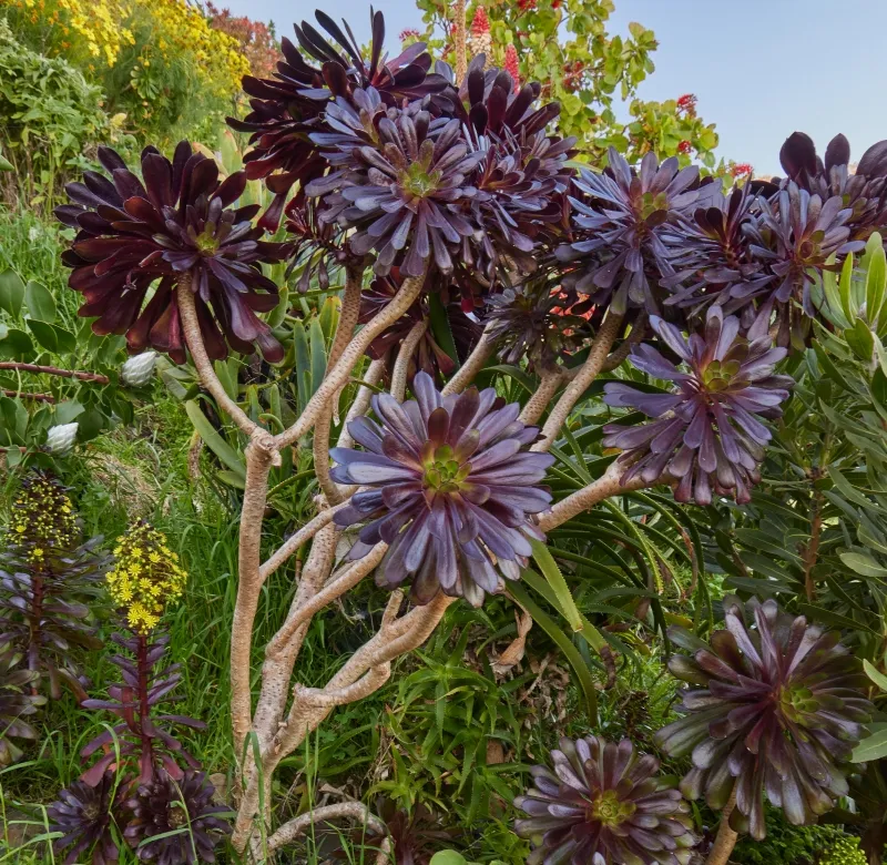 Aeonium arboreum ‘Atropurpureum Black’