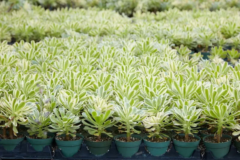 Aeonium arboreum ‘Luteovariegatum’