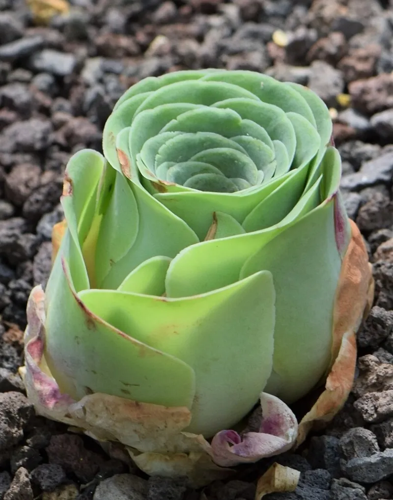 Aeonium aureum, foto 2