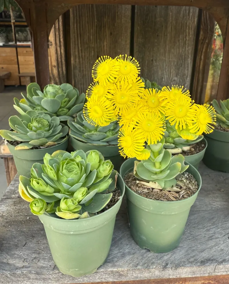 Aeonium aureum, foto 3