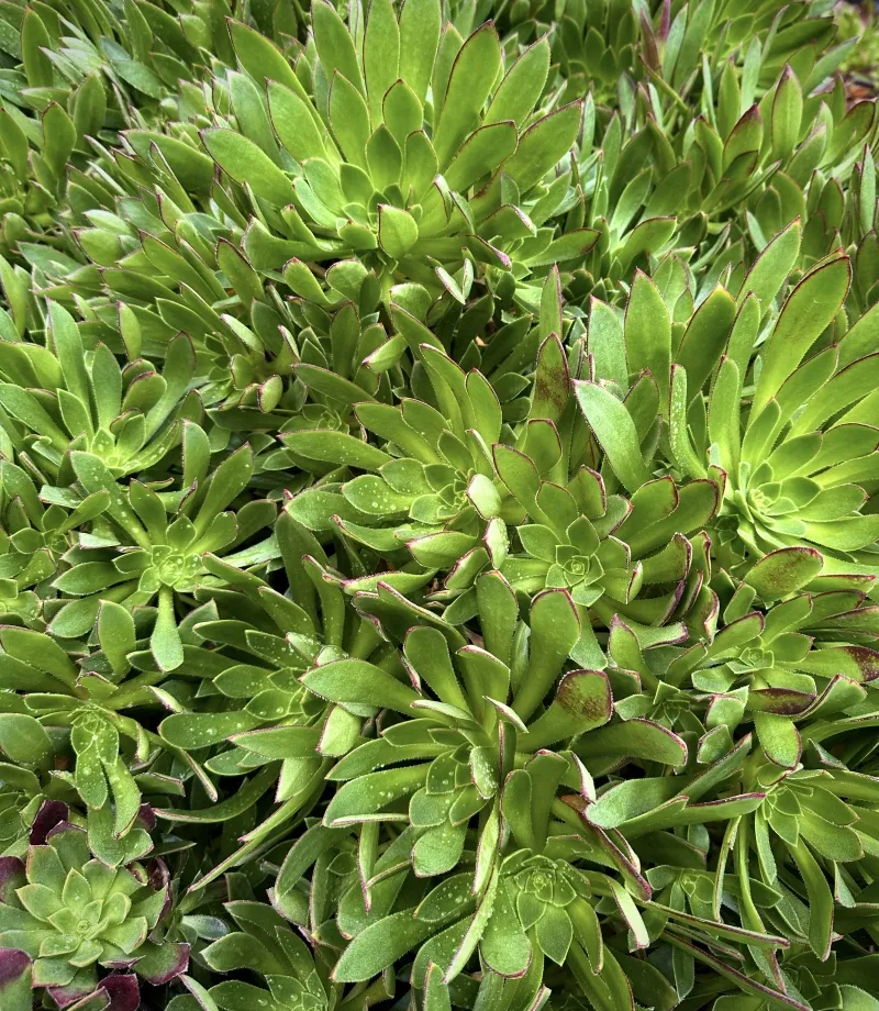 Aeonium ‘Cabernet’