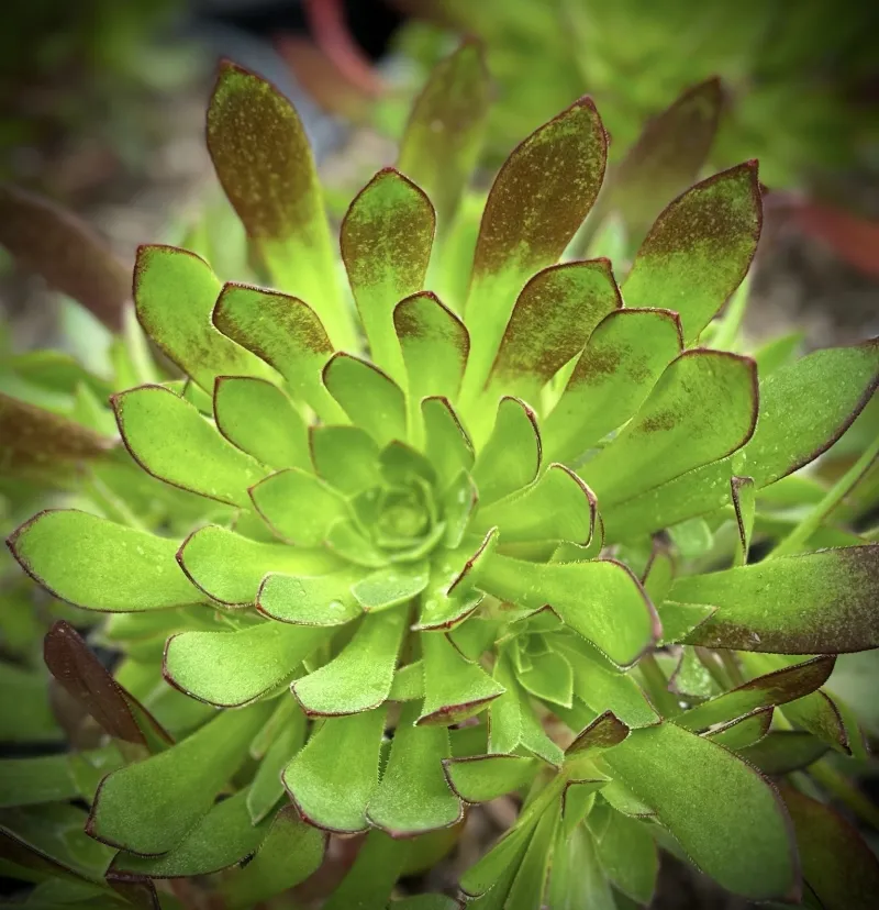 Aeonium ‘Cabernet’, foto 2