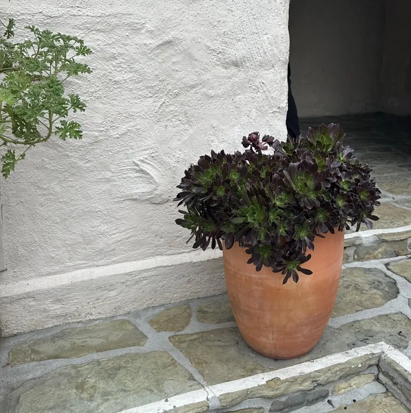Aeonium ‘Cabernet’, foto 3