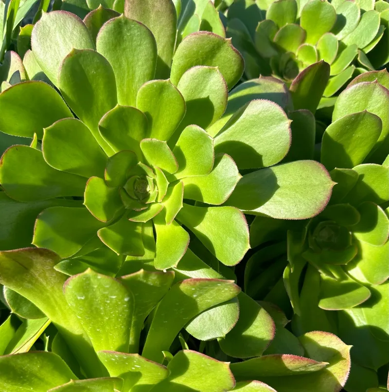 Aeonium ‘Chocolate Drop’