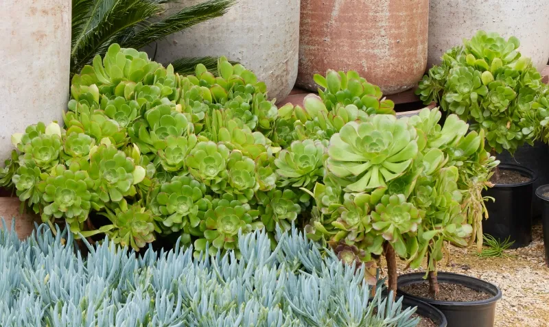 Aeonium ‘Chocolate Drop’, foto 2