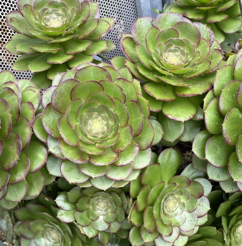 Aeonium ‘Chocolate Drop’, foto 3