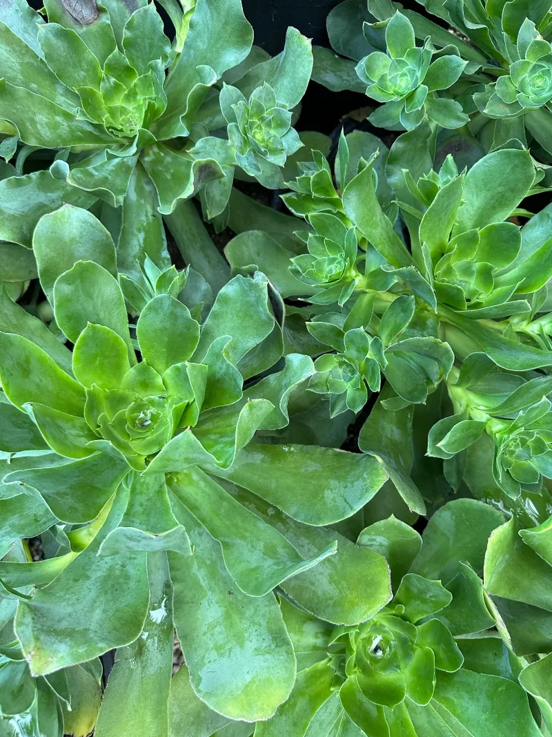 Aeonium cuneatum, foto 2