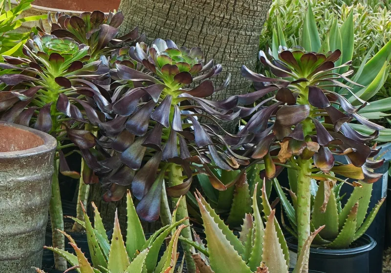 Aeonium ‘Cyclops’