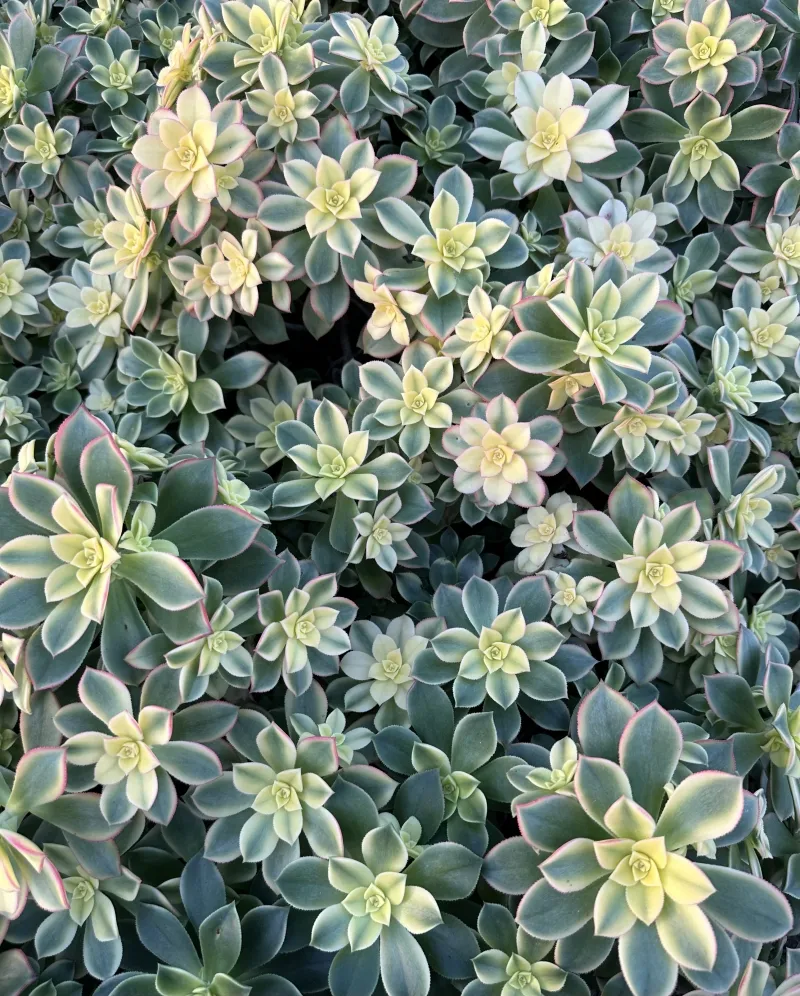 Aeonium haworthii ‘Kiwi’