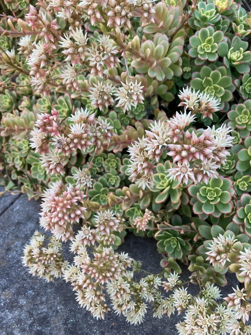 Aeonium haworthii ‘Kiwi’, foto 2