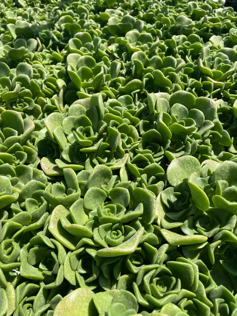 Aeonium ‘Lily Pad’