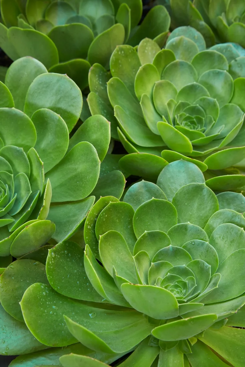 Aeonium ‘Mint Saucer’, foto 2