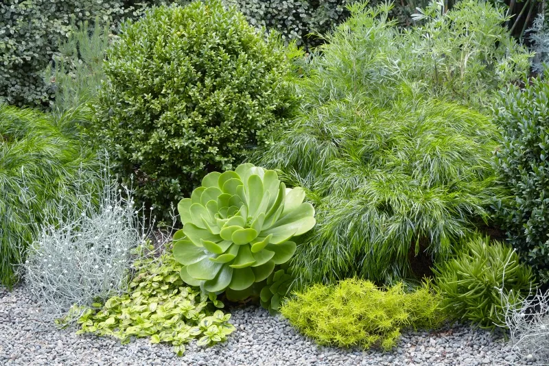 Aeonium ‘Mint Saucer’, foto 3