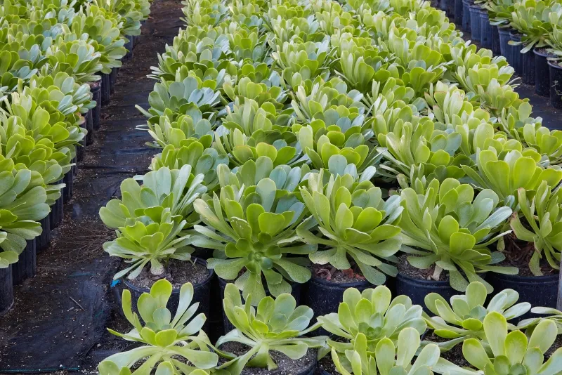 Aeonium ‘Mint Saucer’, foto 4