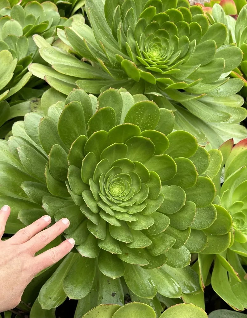 Aeonium ‘Mint Saucer’, foto 5