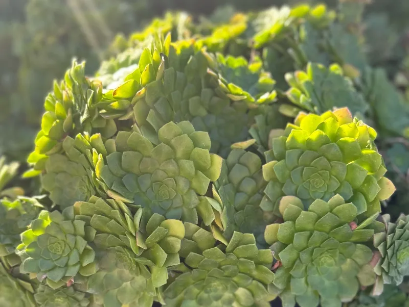 Aeonium ‘Pseudotabuliforme’, foto 2