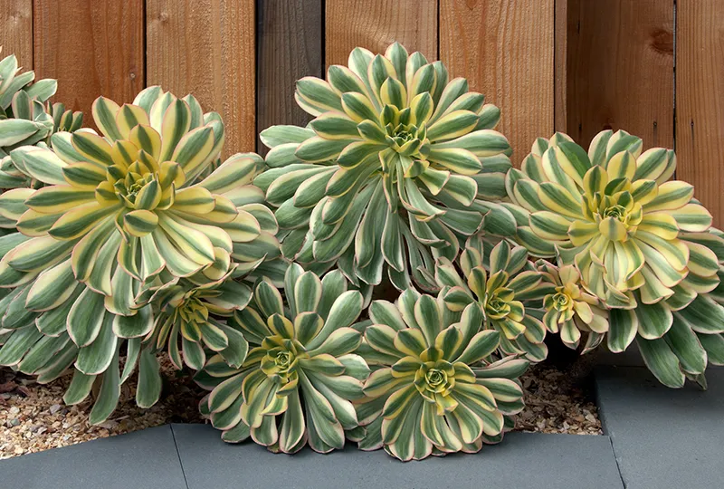Aeonium ‘Sunburst’
