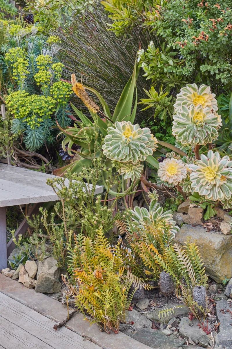 Aeonium ‘Sunburst’, foto 2