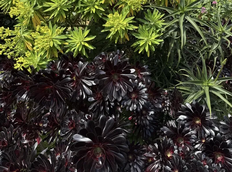 Aeonium tabuliforme x ‘Zwartkop’