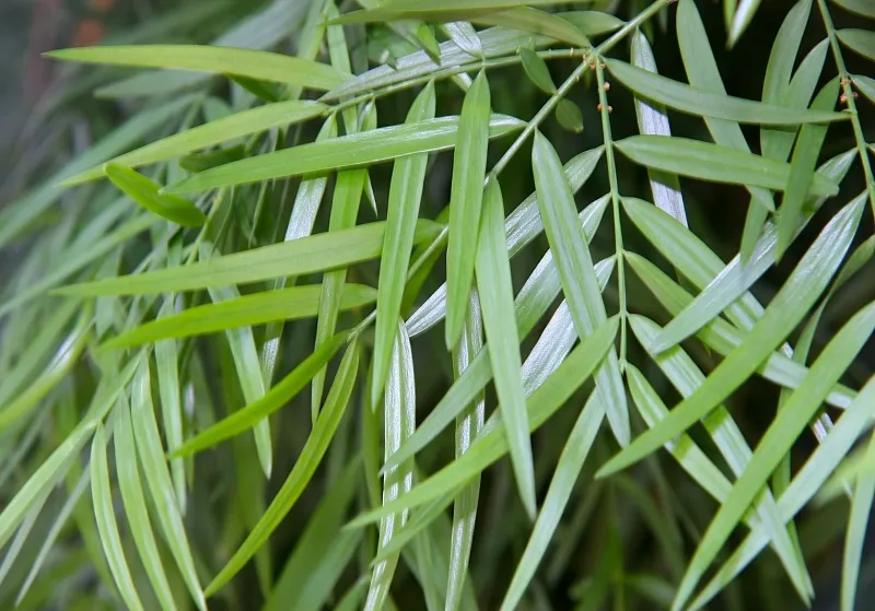 Afrocarpus (Podocarpus) gracilior