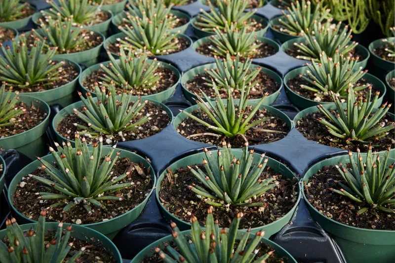 Agave albopilosa ‘Tufts’
