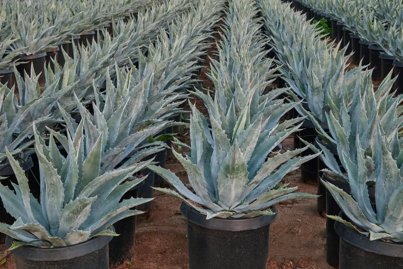 Agave americana, foto 2