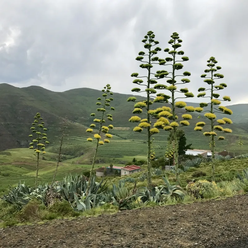 Agave americana, foto 3