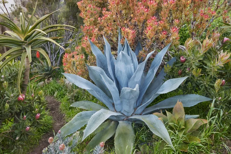 Agave americana, foto 4
