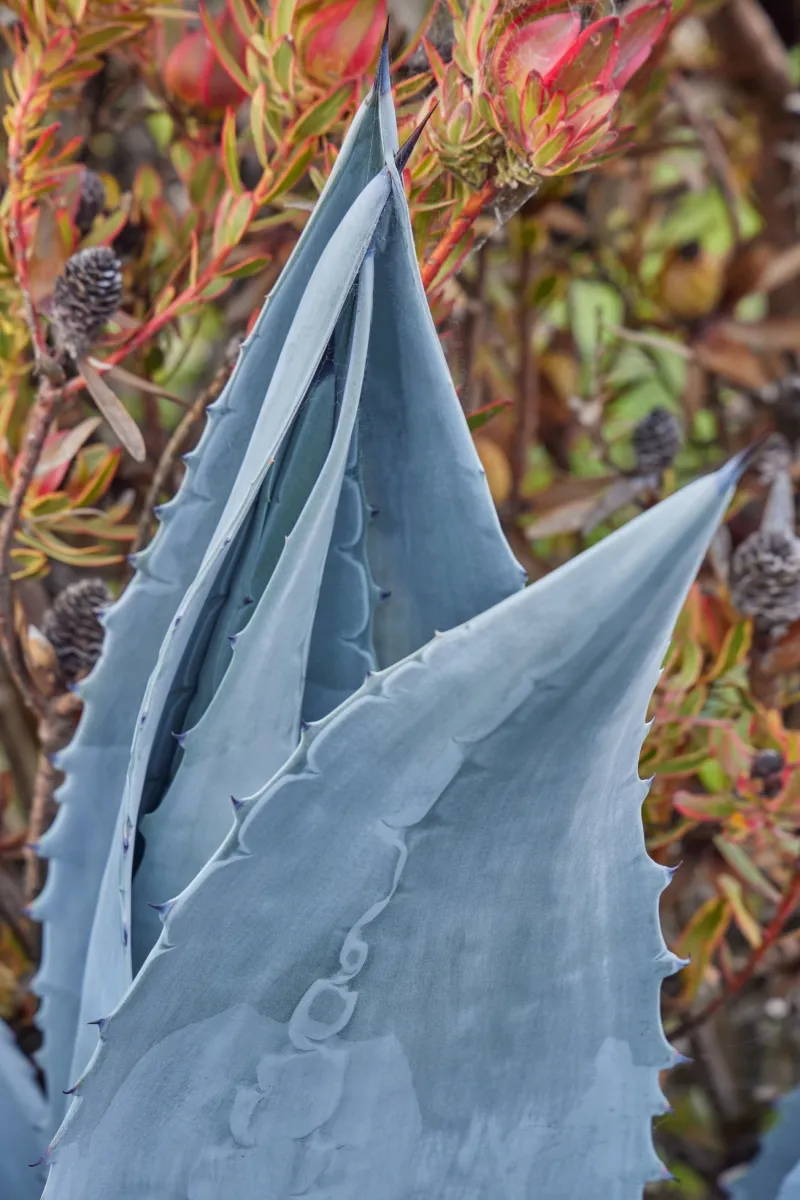 Agave americana, foto 5